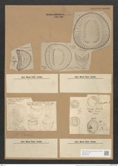 Campylodiscus bicostatus W. Sm. (de-Toni-Nr.: Genus 57, Species 2497) Zeichnungen Sammlung Grunow (NHMW-BOT-W0373249)
